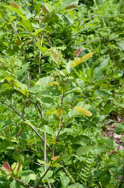 Hamamelis vernalis