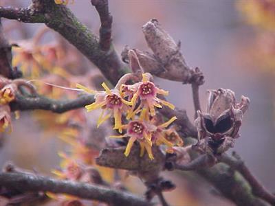 Hamamelis vernalis
