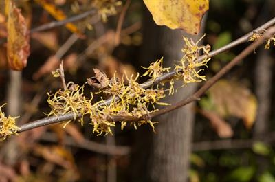 Hamamelis virginiana - هاماملیس آمریکایی