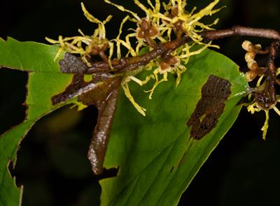 Hamamelis virginiana