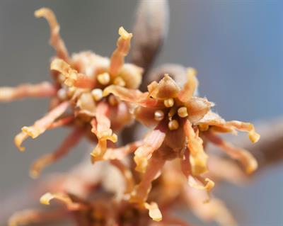 فندق افسونگر هیبریدی (هامامِلیس هیبریدی)