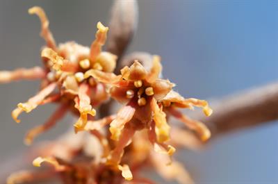 Hamamelis × intermed