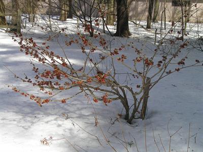 Hamamelis × interme