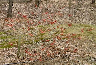 Hamamelis x intermed