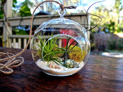 Terarium