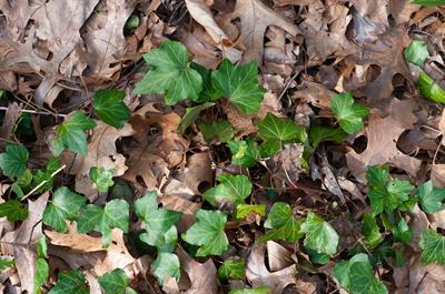 Hedera helix