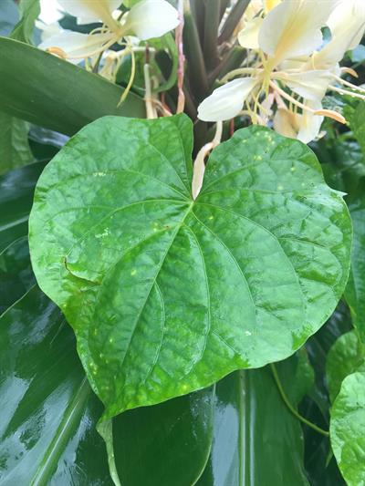 Hedychium flavescens