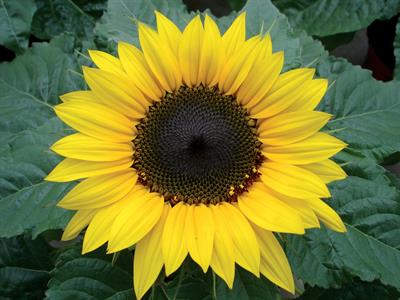 Helianthus