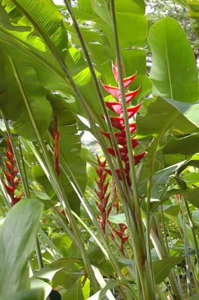 Heliconia