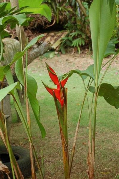 Heliconia bihai