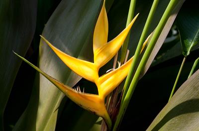 از خانواده Heliconiaceae 