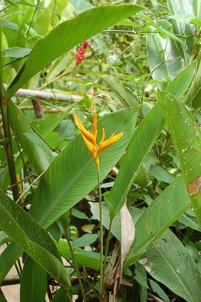 Heliconia caribaea