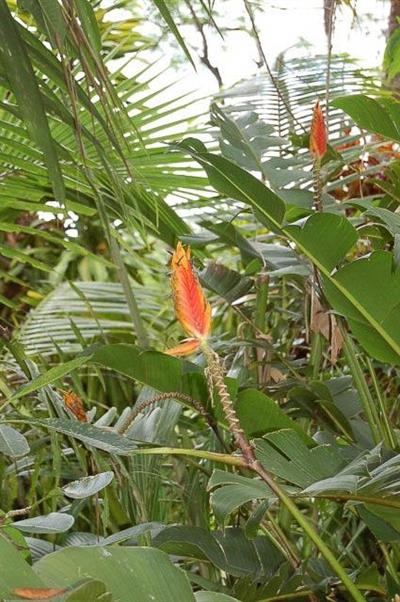 Heliconia episcopali