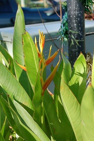 Heliconia psittacoru