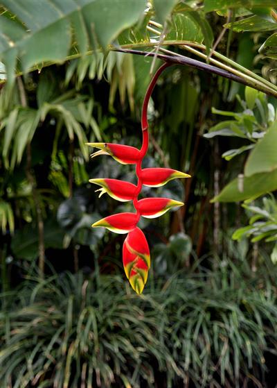 Heliconia rostrata
