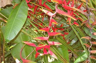 Heliconia xrauliana