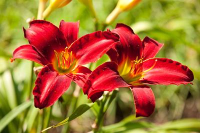 Hemerocallis