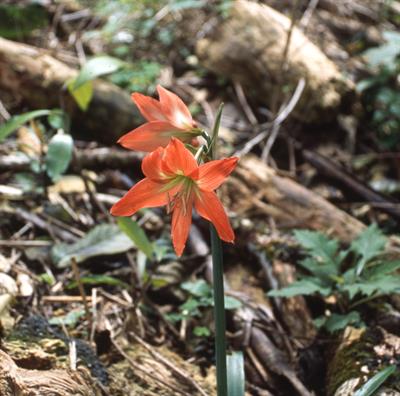 Hemerocallis fulva