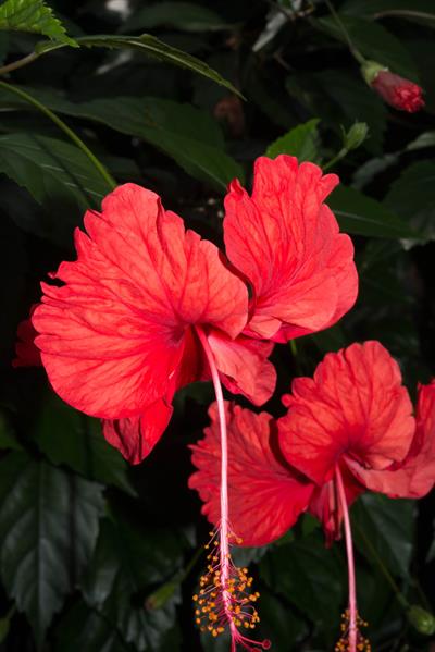 Hibiscus rosa - ختمی چینی