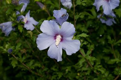 Hibiscus syriacus Bl