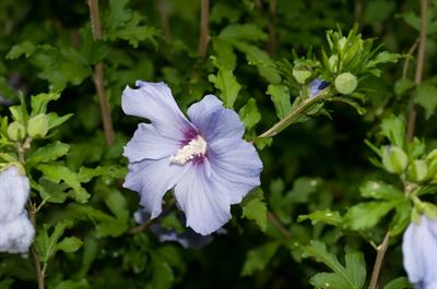 Hibiscus syriacus