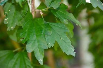 Hibiscus syriacus - ختمی درختی