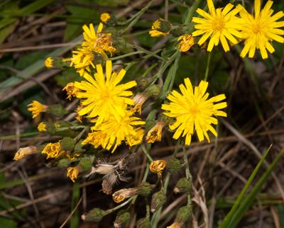 Hieracium canadense