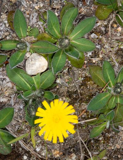 Hieracium floribundum
