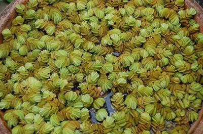 Humulus lupulus