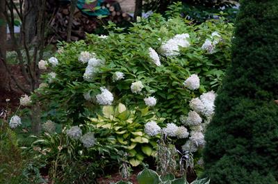 Hydrangea