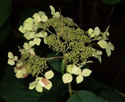 Hydrangea arborescen