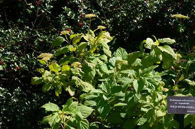 Hydrangea arboresce