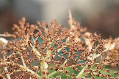 Hydrangea arborescen