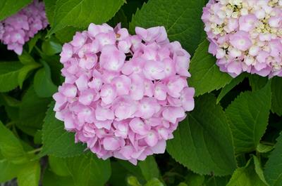 Hydrangea macrophyll