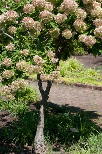 Hydrangea paniculata