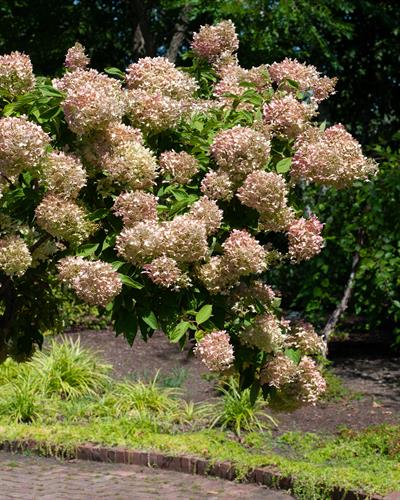 Hydrangea paniculata