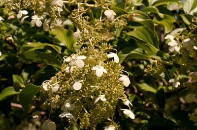 از خانواده Hydrangeaceae 