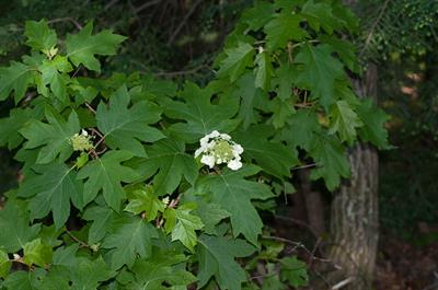 Oakleaf Hydrangea