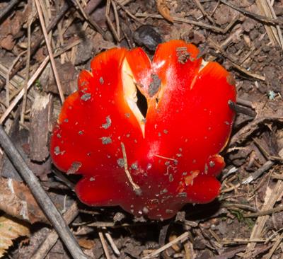 Hygrocybe coccinea