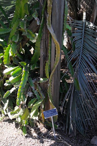 Hylocereus undatus - کاکتوس میوه اژدها