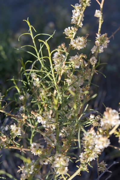 Hymenoclea salsola - بوته خرگوشی بیابانی