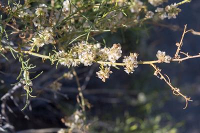 بوته خرگوشی بیابانی