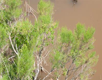 از خانواده Hypericaceae