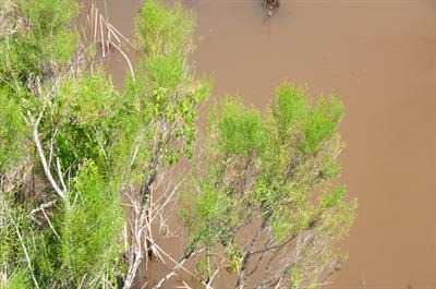 Apalachicola St. Johnswort