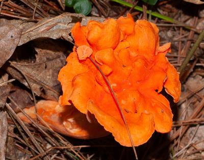 Hypomyces lactifluor