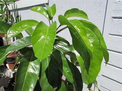 Schefflera actinophy