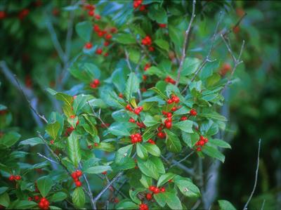 Appalachian Tea