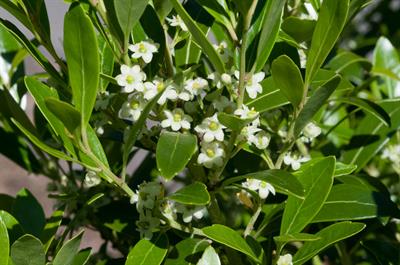 Ilex glabra
