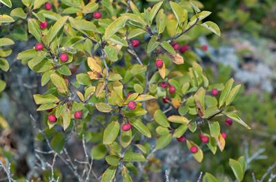 Ilex mucronata