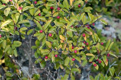 Mountain holly